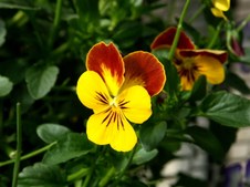 Enlarge photo 35