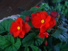 Enlarge photo 49