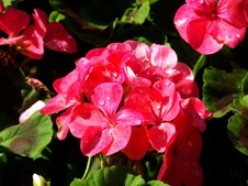Enlarge photo 51