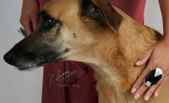 Enlarge photo 171