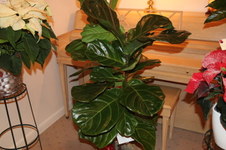 Enlarge photo 15