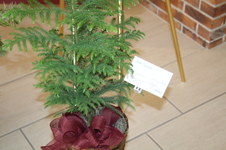 Enlarge photo 17