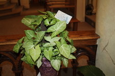 Enlarge photo 11
