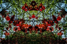 Enlarge photo 25
