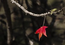 Enlarge photo 33