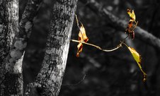 Enlarge photo 34