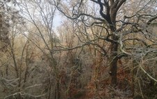 Enlarge photo 52