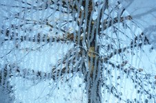 Enlarge photo 59