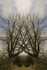 Enlarge photo 83