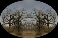 Enlarge photo 84