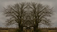 Enlarge photo 82