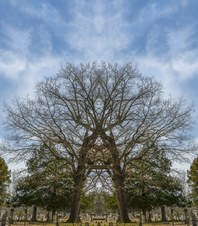 Enlarge photo 39