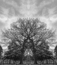 Enlarge photo 41