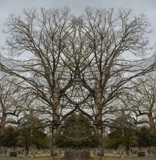 Enlarge photo 42