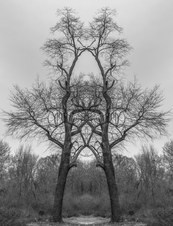 Enlarge photo 58