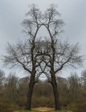 Enlarge photo 60