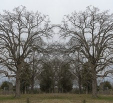 Enlarge photo 61