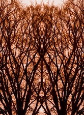 Enlarge photo 67