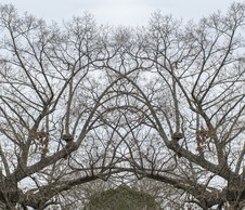 Enlarge photo 68