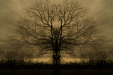 Enlarge photo 75