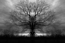 Enlarge photo 77