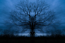 Enlarge photo 76