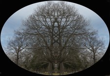 Enlarge photo 55