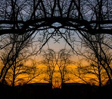 Symmetree Series: Winter