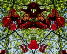 Enlarge photo 10