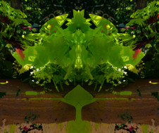 Symmetree Series: Spring