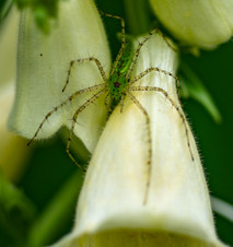 Enlarge photo 3