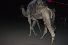 Mt. Sinai, Sinai Peninsula