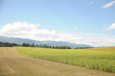 Enlarge photo 6