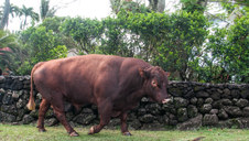 Enlarge photo 28