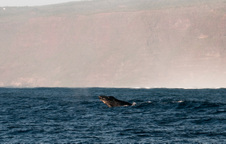 Enlarge photo 161