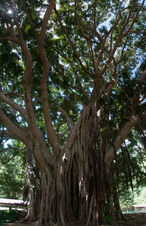 Enlarge photo 145