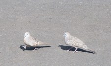 Enlarge photo 16