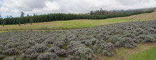 Enlarge photo 155