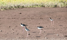 Enlarge photo 79
