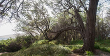 Enlarge photo 80