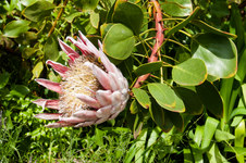 Enlarge photo 11