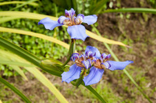 Enlarge photo 25