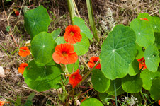 Enlarge photo 27