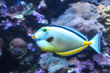 Maui Ocean Center Aquarium