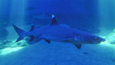Enlarge photo 19