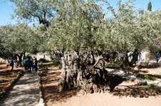 Enlarge photo 13