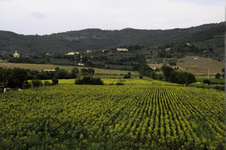From the train: Assisi to Florence