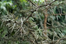 Kenya, Africa Flora