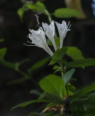 Enlarge photo 11