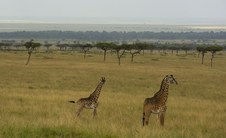 Enlarge photo 92